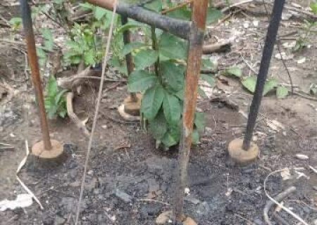 Apicultores do Pantanal tem perdas que ultrapassam R$ 200 mil devido a inc&ecirc;ndios