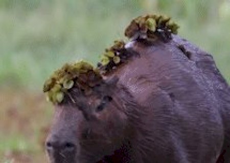 Em clima de Carnaval, v&iacute;deo lembra de capivara 'fantasiada' no Pantanal