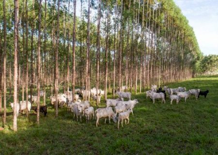Mercado pecu&aacute;rio de MS pode alcan&ccedil;ar R$ 27 bilh&otilde;es em 2025