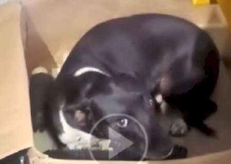 Cadela adota kit de amortecedor como filhote e deixa dono maluco