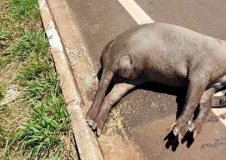 Dois acidentes com antas acabam com morte de animal e via obstru&iacute;da