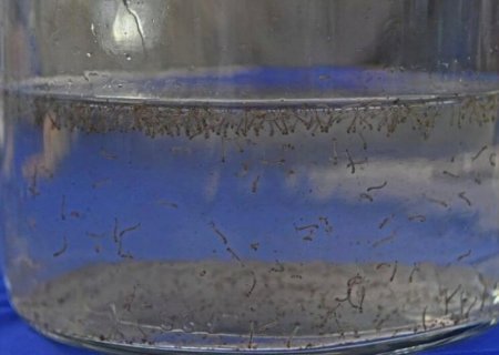 Alerta para cuidados com a dengue e a chikungunya em MS