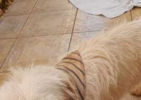 Cad&ecirc; meu dono? Cachorro com bandana invade casa na Avenida Tiradentes