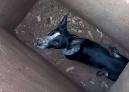 Cachorros s&atilde;o encontrados amarrados dentro de bueiro