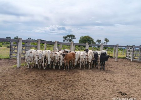 Funcionário é preso por furto de gado e posse irregular de armas em fazenda 