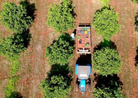 FCO vai financiar expansão dos pomares de citricultura em MS