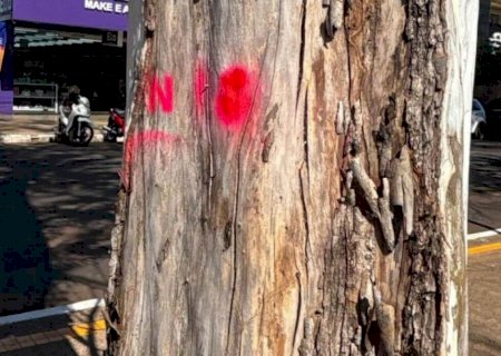 Dourados inicia plano de arborização para tornar Dourados mais verde e segura