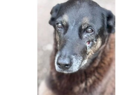 Cão Orelha: Quais punições os jovens podem sofrer pela morte do animal
