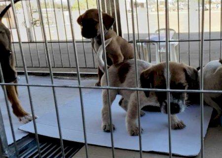 Campo Grande tem 180 dias para criar abrigo que acolha cães e gatos abandonados