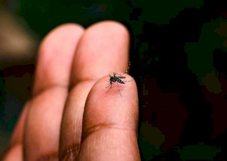 Em MS, Chikungunya infecta 8 pessoas por dia
