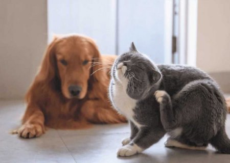Como cuidar dos pets para evitar pulgas e carrapatos?