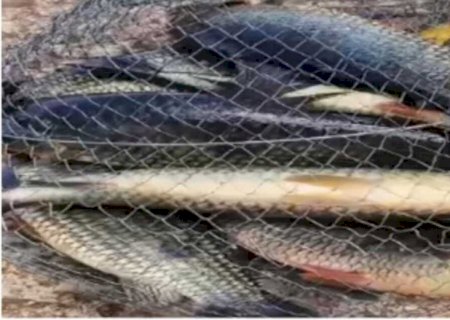 Homem que postava vídeos de pesca no TikTok vira alvo de inquérito