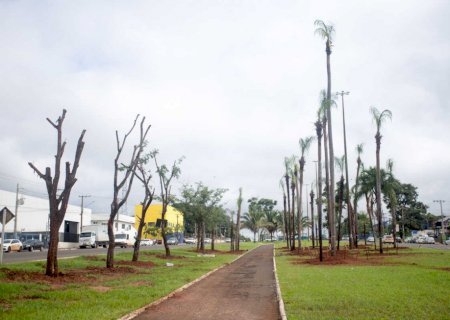 Bosque surge da noite pro dia em avenida de Campo Grande