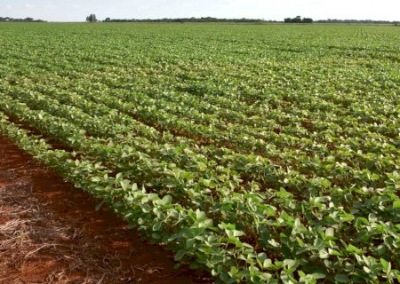 Expansão da soja coloca Mato Grosso do Sul ente os destaques da safra brasileira
