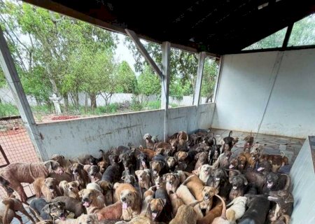 Instituto Guarda Animal: uma luta urgente pela sobrevivência e bem-estar animal em Campo Grande