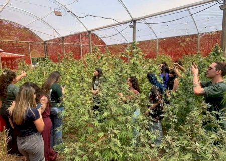 Especialistas discutem cannabis medicinal em evento na UFMS