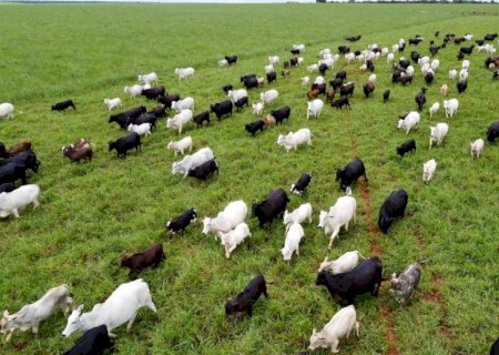 PIB do agro em MS teve o melhor desempenho do país em 2025