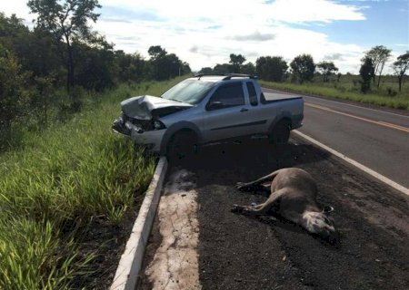 Mapa digital vai monitorar atropelamentos de animais em rodovias de MS