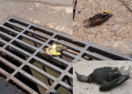 Mortandade de pássaros em esquina do centro traz dúvidas sobre isolamento na rede elétrica