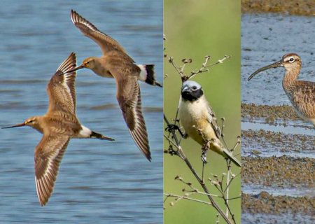 Veja as três aves que passam pelo Pantanal incluídas em anexos da COP15