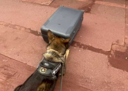 Jovem é presa com 15 kg de skunk em ônibus na BR-262, em Corumbá