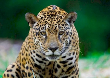 Entenda a importância da COP15 ser no Pantanal de Mato Grosso do Sul
