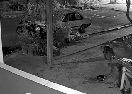 Onça-pintada invade casa e mata cadela que a expulsou de quintal em Corumbá