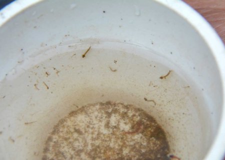 MS representa 63% das mortes por Chikungunya do País