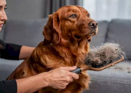 Coceira, queda de pelo e alergias: veja qual a dieta ideal que ajuda a prevenir problemas em pets